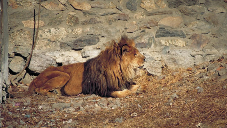 Lion